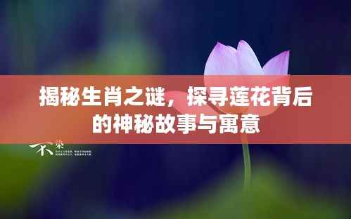 揭秘生肖之谜,探寻莲花背后的神秘故事与寓意