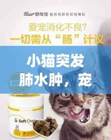 小猫突发肺水肿，宠物健康危机挑战主人智慧