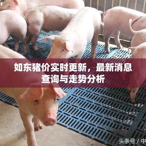 如东猪价实时更新，最新消息查询与走势分析