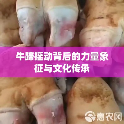 牛蹄摇动背后的力量象征与文化传承