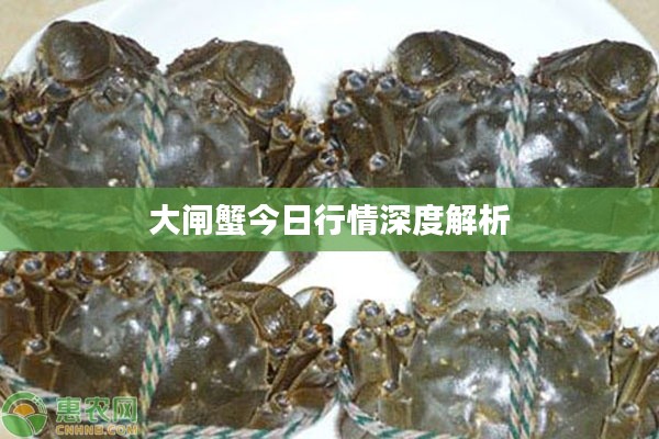 大闸蟹今日行情深度解析