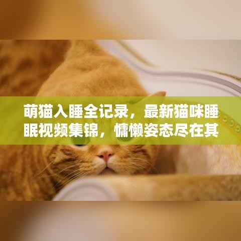 萌猫入睡全记录,最新猫咪睡眠视频集锦,慵懒姿态尽在其中