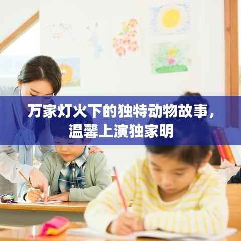 万家灯火下的独特动物故事,温馨上演独家明