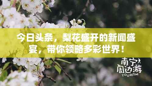 今日头条，梨花盛开的新闻盛宴，带你领略多彩世界！