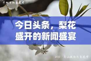 今日头条,梨花盛开的新闻盛宴,带你领略多彩世界!