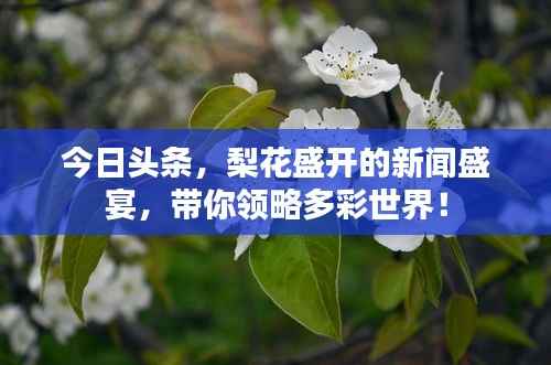今日头条,梨花盛开的新闻盛宴,带你领略多彩世界!