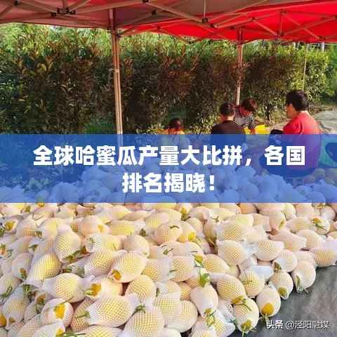 全球哈蜜瓜产量大比拼,各国排名揭晓!