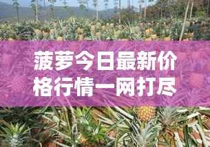 菠萝今日最新价格行情一网打尽