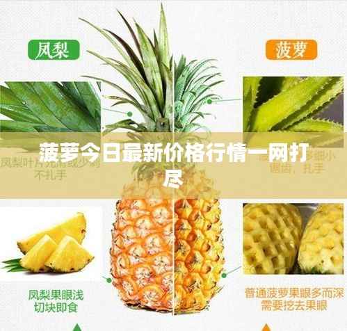 菠萝今日最新价格行情一网打尽