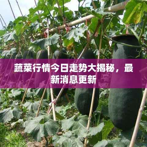 蔬菜行情今日走势大揭秘,最新消息更新