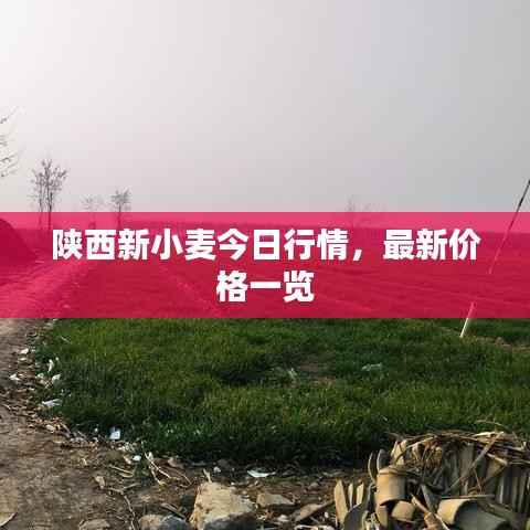 陕西新小麦今日行情,最新价格一览
