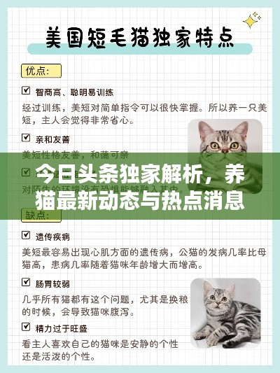 今日头条独家解析,养猫最新动态与热点消息一网打尽