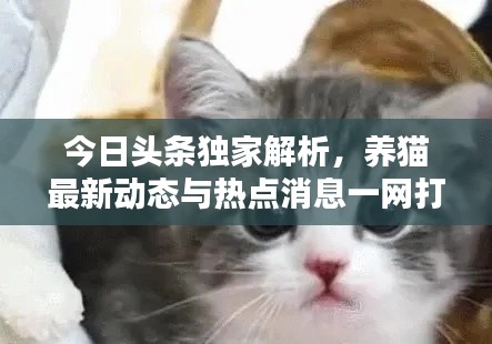 今日头条独家解析,养猫最新动态与热点消息一网打尽