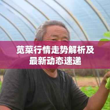 苋菜行情走势解析及最新动态速递