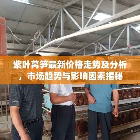 紫叶莴笋最新价格走势及分析,市场趋势与影响因素揭秘