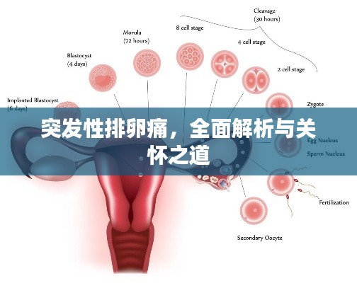 突发性排卵痛，全面解析与关怀之道