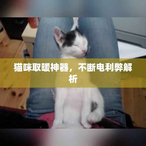 猫咪取暖神器，不断电利弊解析