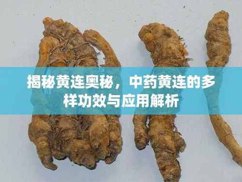 揭秘黄连奥秘,中药黄连的多样功效与应用解析