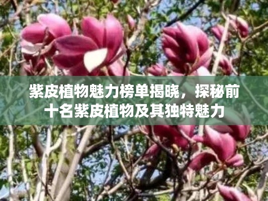 紫皮植物魅力榜单揭晓,探秘前十名紫皮植物及其独特魅力