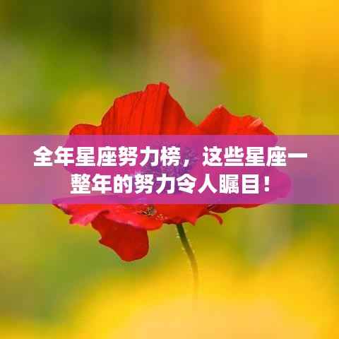 全年星座努力榜,这些星座一整年的努力令人瞩目!