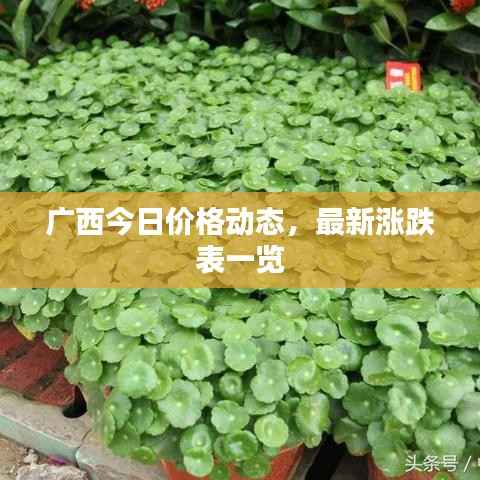 广西今日价格动态,最新涨跌表一览