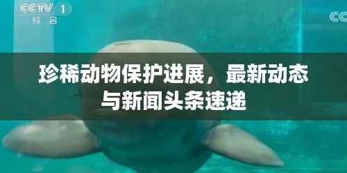 珍稀动物保护进展，最新动态与新闻头条速递